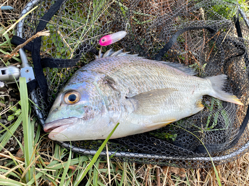 キビレの釣果