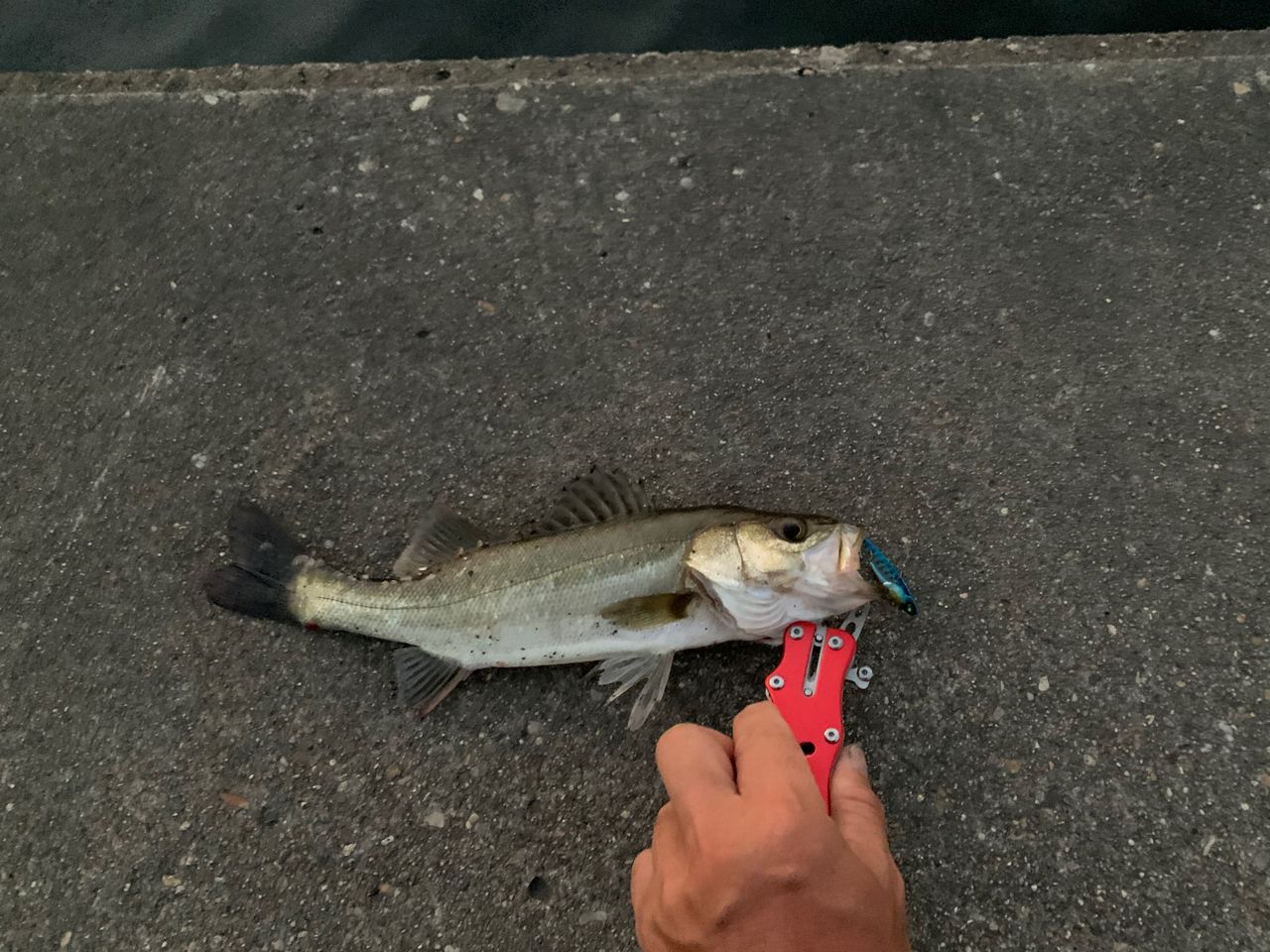 セイゴ（マルスズキ）