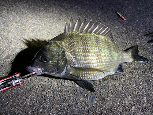 クロダイの釣果