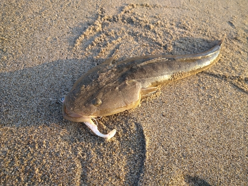 マゴチの釣果