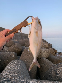 ネリゴの釣果