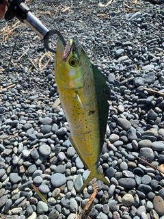 シイラの釣果