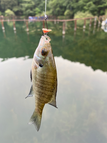 ブルーギルの釣果