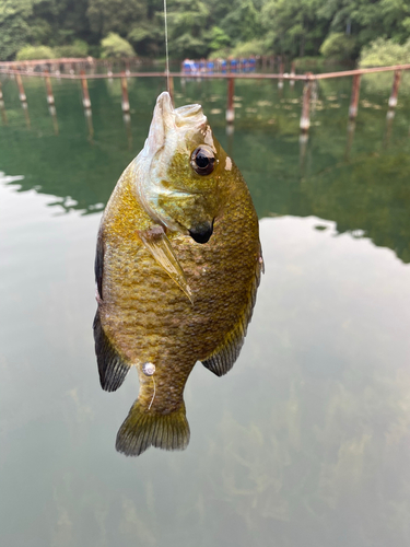 ブルーギルの釣果