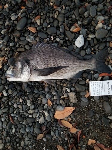 クロダイの釣果