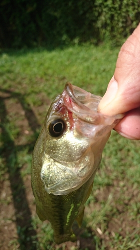 ラージマウスバスの釣果