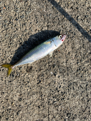 サバの釣果