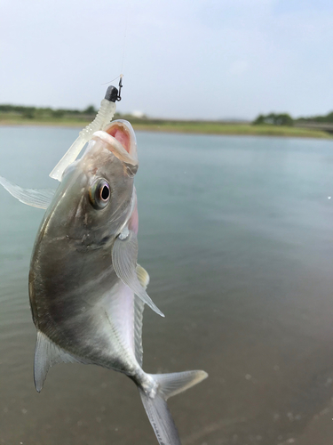 メッキの釣果