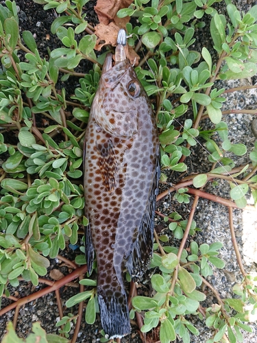 オオモンハタの釣果