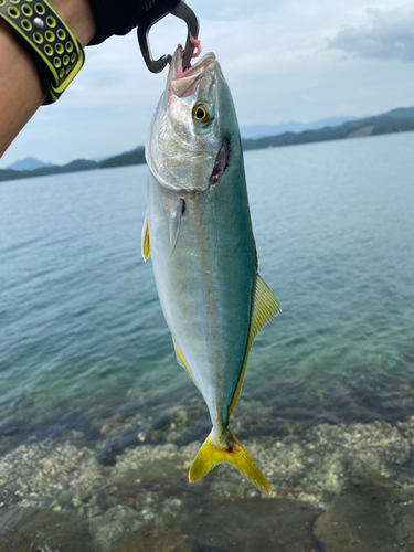 イナダの釣果