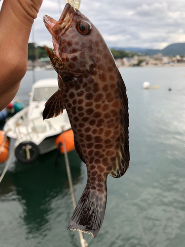 オオモンハタの釣果