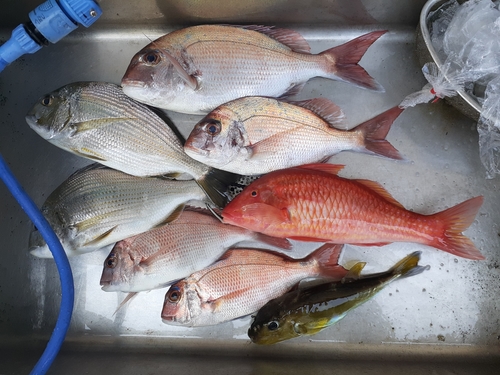 マダイの釣果