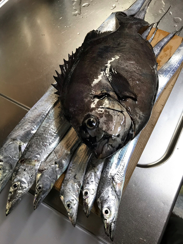 イシダイの釣果