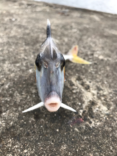 ギマの釣果