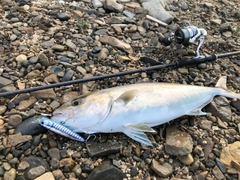 カンパチの釣果