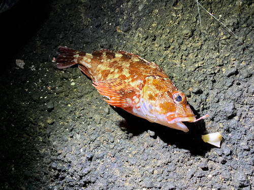 カサゴの釣果