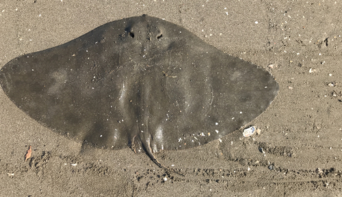 ツバクロエイの釣果