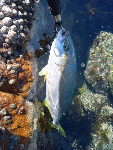 ヒラマサの釣果