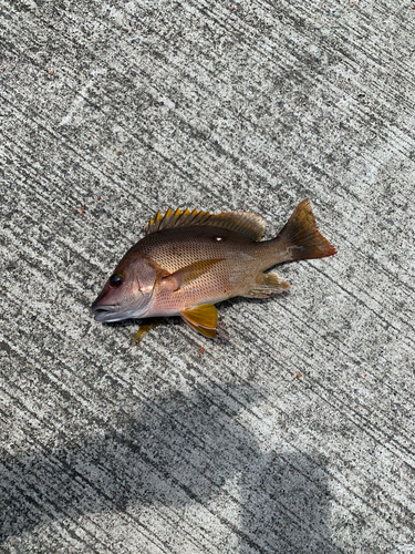 シブダイの釣果