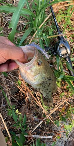 ブラックバスの釣果