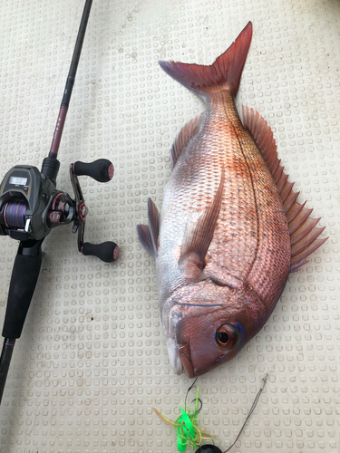 マダイの釣果