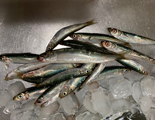 イワシの釣果