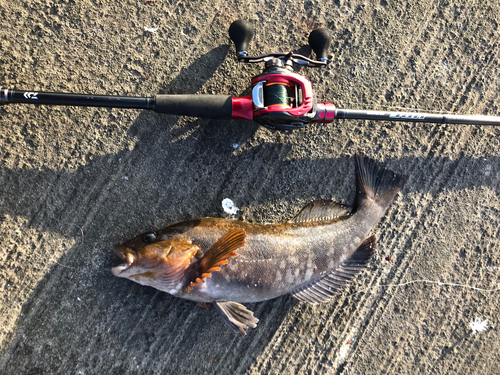 アイナメの釣果