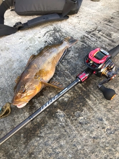 アイナメの釣果