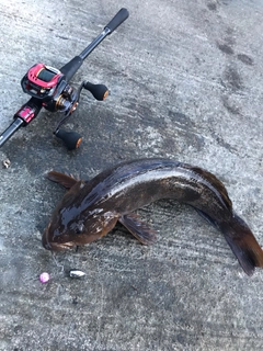 アイナメの釣果