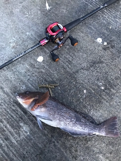 アイナメの釣果