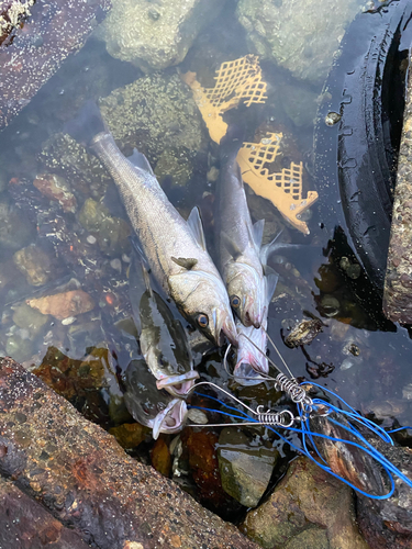 シーバスの釣果