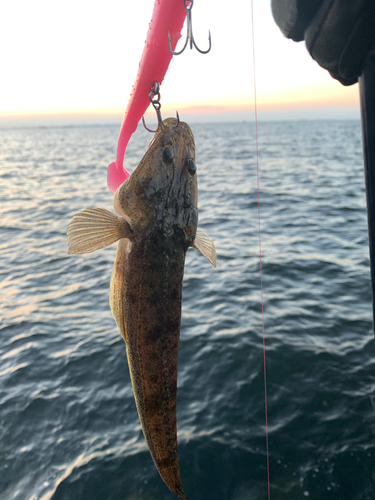 マゴチの釣果