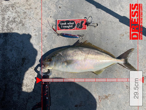 ショゴの釣果