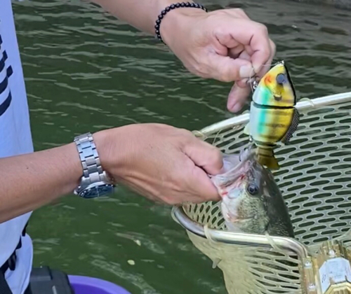 ブラックバスの釣果