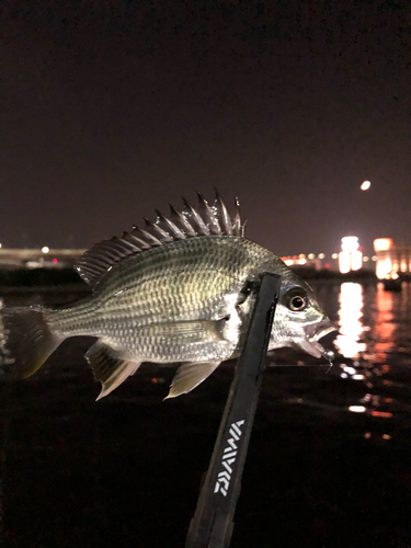 キビレの釣果