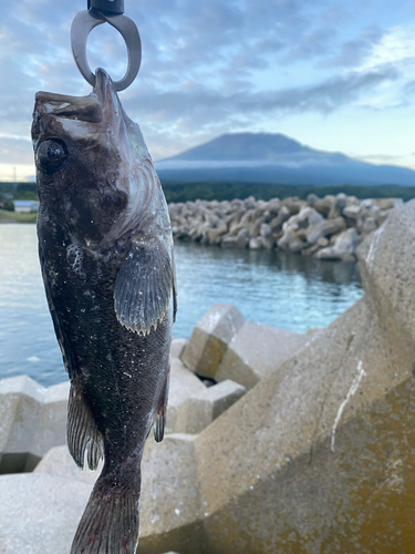 クロソイの釣果