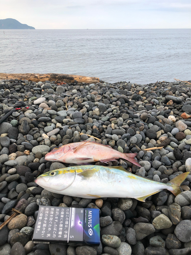 ワカシの釣果