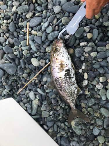 ショゴの釣果