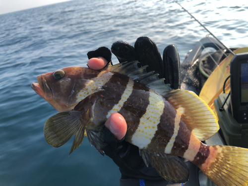 アオハタの釣果