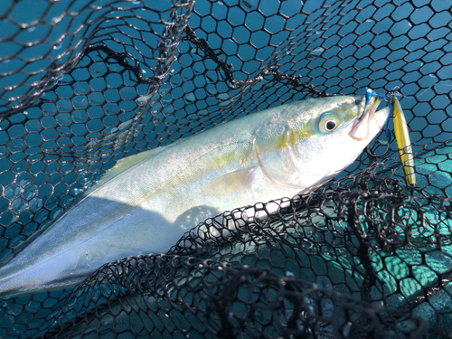 イナダの釣果