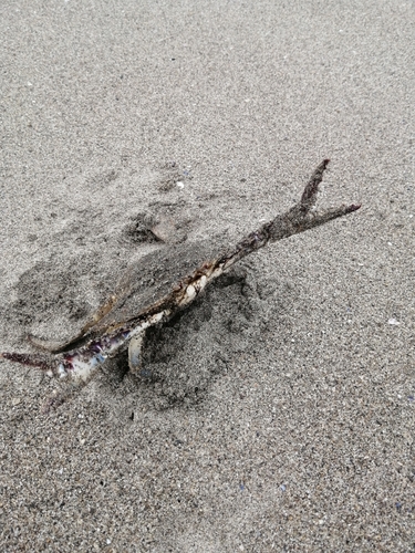 ワタリガニの釣果