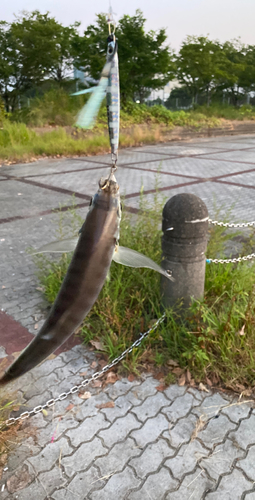 サバの釣果