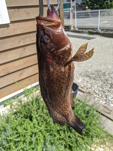 イナダの釣果