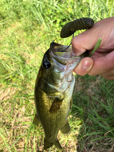 ラージマウスバスの釣果