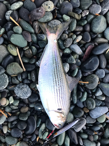 コノシロの釣果