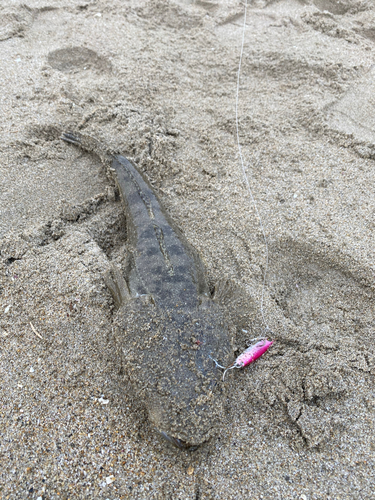 マゴチの釣果