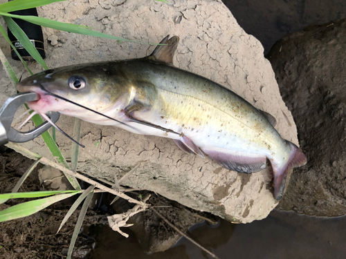 アメリカナマズの釣果