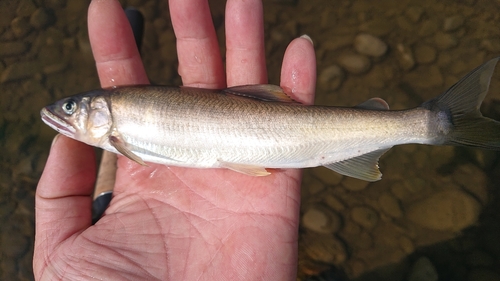 アユの釣果