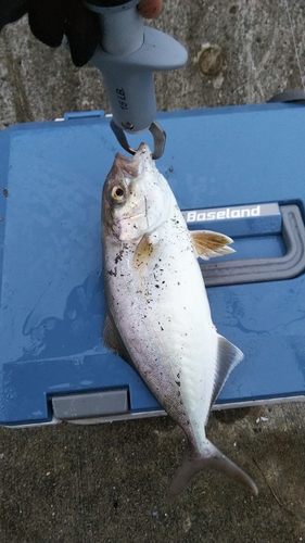 ショゴの釣果