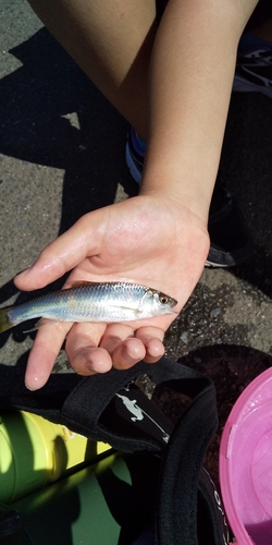 オイカワの釣果